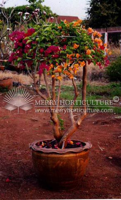 Bongainvillea Bonsai Mix 2